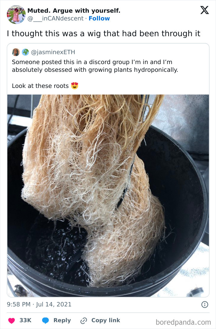Hydroponic plant roots resembling a tangled wig, an interesting thing that requires a double take to realize.