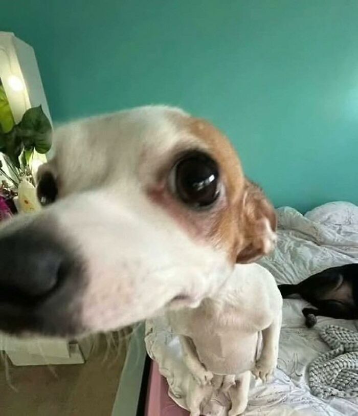 Close-up of a small dog with wide eyes acting hilariously in goblin mode on a bed with a teal wall background.