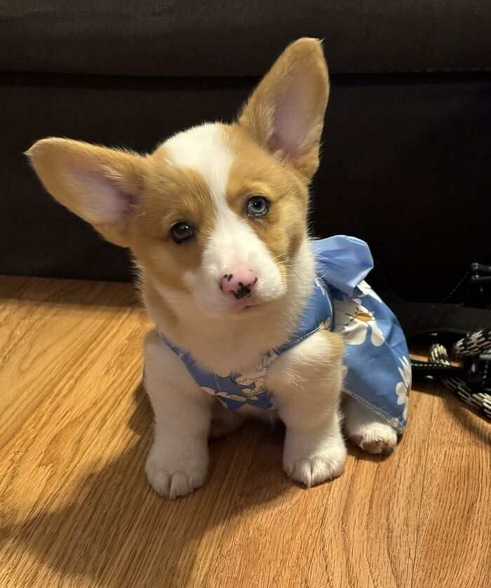 Cute puppy wearing a blue dress sitting on wooden floor, showcasing hilarious animals who lost the plot in goblin mode.
