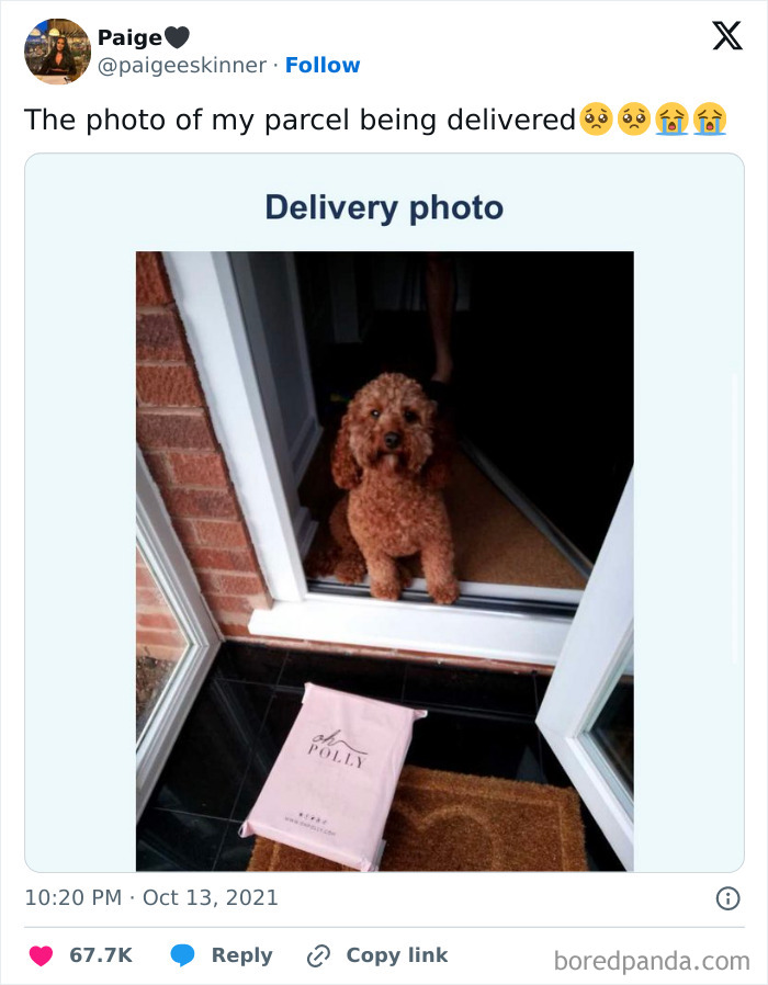 Funny British comedian post showing a delivery photo with a dog sitting at the door and a parcel on the doorstep