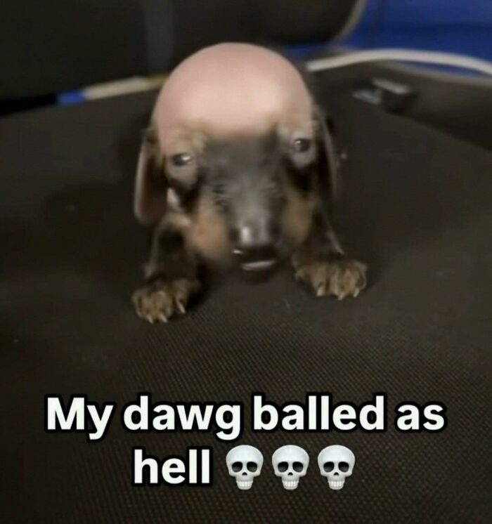 Small dog with an unusual appearance looking confused, one of the hilarious animals who lost the plot in goblin mode.