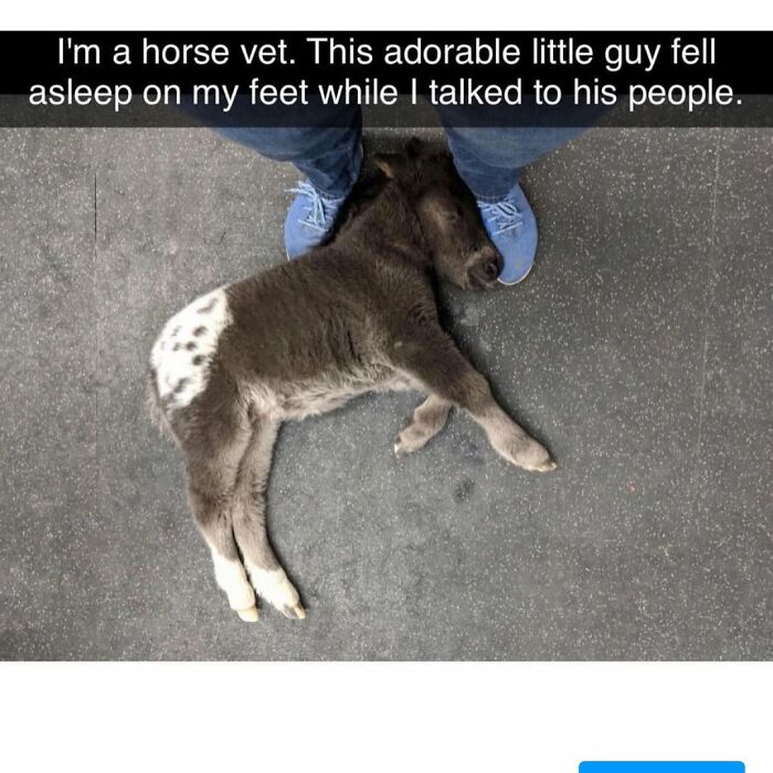 Adorable baby horse sleeping at a vet's feet, one of the funny and silly animal memes to lift your spirits.