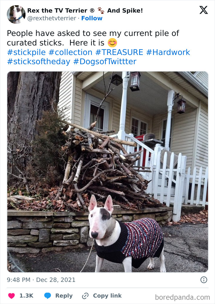 Dog standing in front of an unusual collection of sticks piled outside a house in a residential neighborhood.