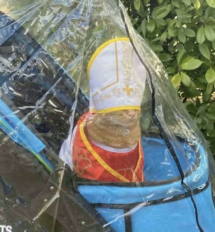 Cat dressed in a fancy costume with a hat, sitting inside a covered stroller, showing animals in goblin mode humor.