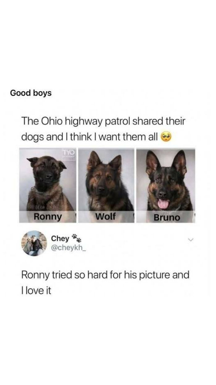 Three Ohio highway patrol dogs named Ronny, Wolf, and Bruno shown in funny and silly animal memes format.