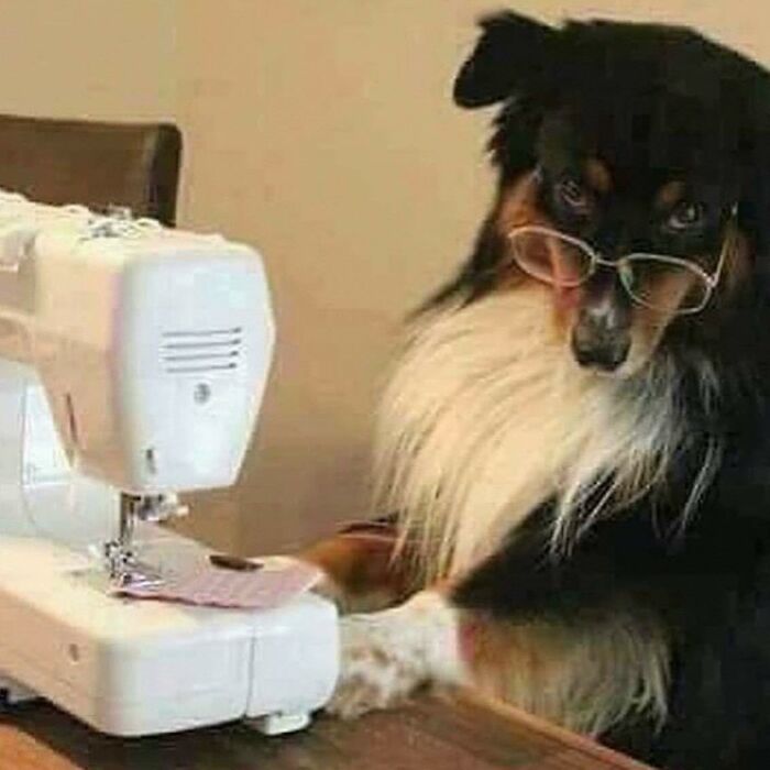 Dog wearing glasses sitting at a sewing machine, one of the hilarious animals who lost the plot in goblin mode.