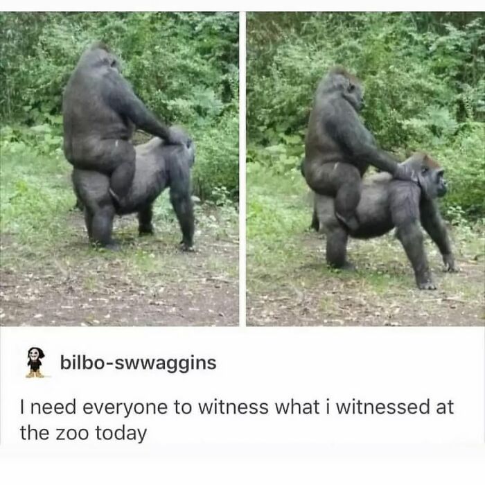 Two gorillas at the zoo in a humorous pose, illustrating one of the funny and silly animal memes.