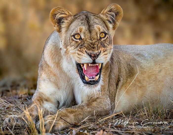 Lioness snarling with sharp teeth visible, captured in a stunning wildlife moment by Mónica L. Corcuera.