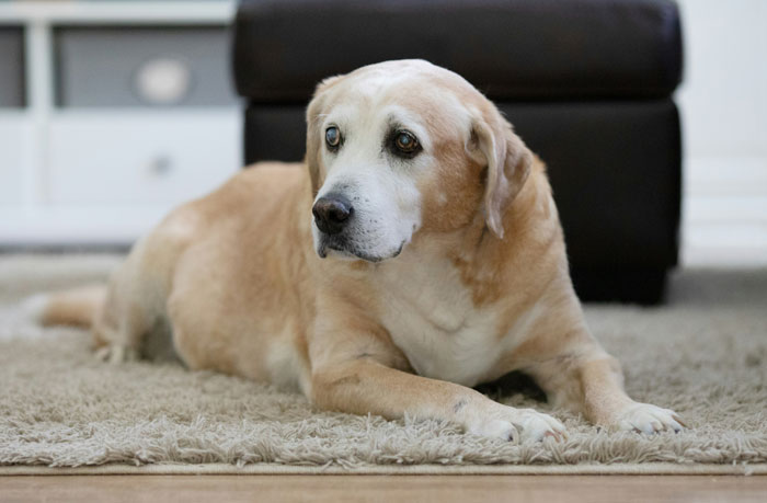 Light brown Labrador Retriever lying on a carpet indoors, illustrating relaxed problematic behaviors women get a pass for.