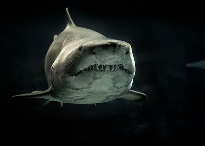 Close-up of a shark swimming in dark water illustrating surprisingly entertaining facts about marine life shared in a popular thread.