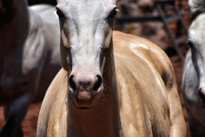 Close-up of a horse with intense eyes reflecting a gut feeling of urgency and a need to leave quickly.