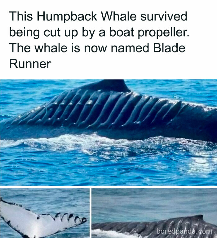 Humpback whale with deep propeller wounds swims in the ocean, showcasing disturbing and unsettling events that actually happened.