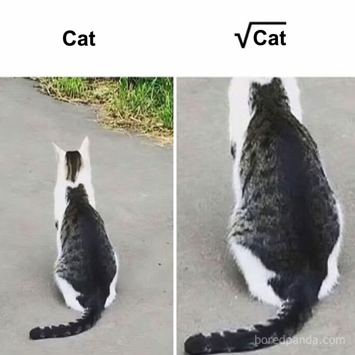 Funny sarcastic meme comparing a regular cat on the left with a larger cat labeled as square root of cat on the right.