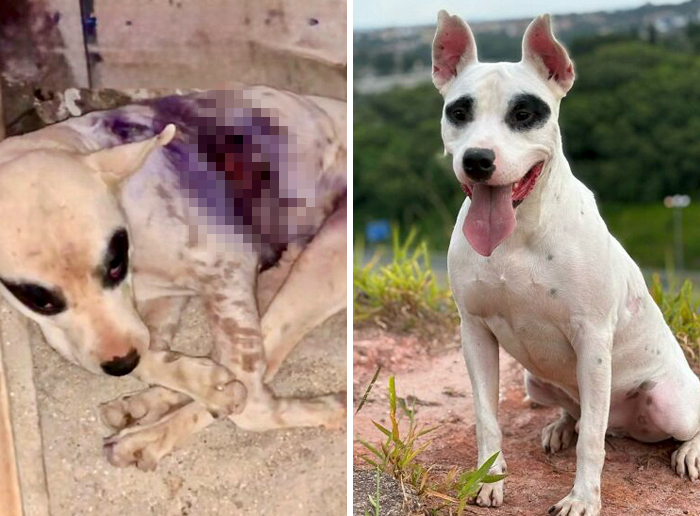 Dog before and after healing showing incredible transformation, illustrating how love heals all in dog recovery stories.