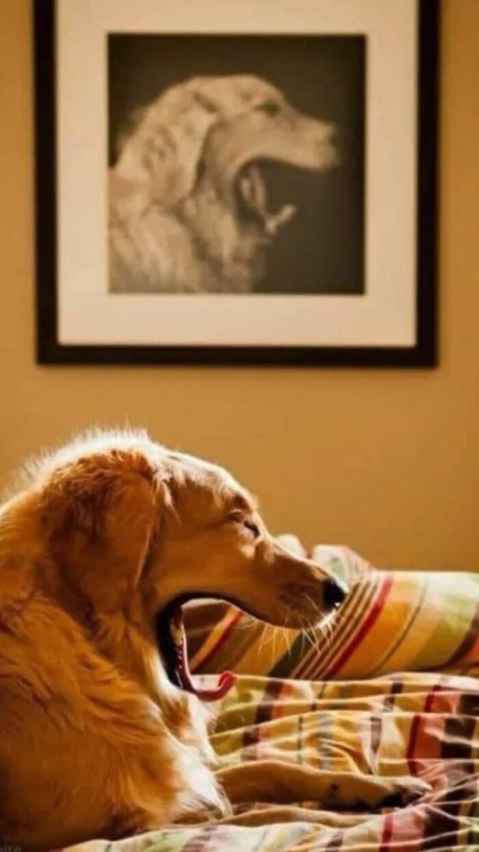 Golden retriever yawning on a bed with a framed animal picture in the background, capturing heartwarming animal moments.