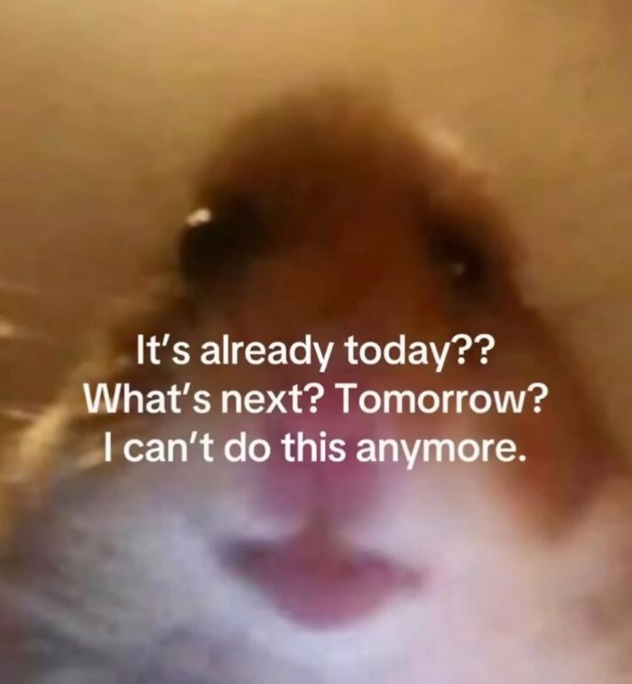Close-up of a hamster face with a chaotic meme text expressing frustration about the passing of time and daily stress.