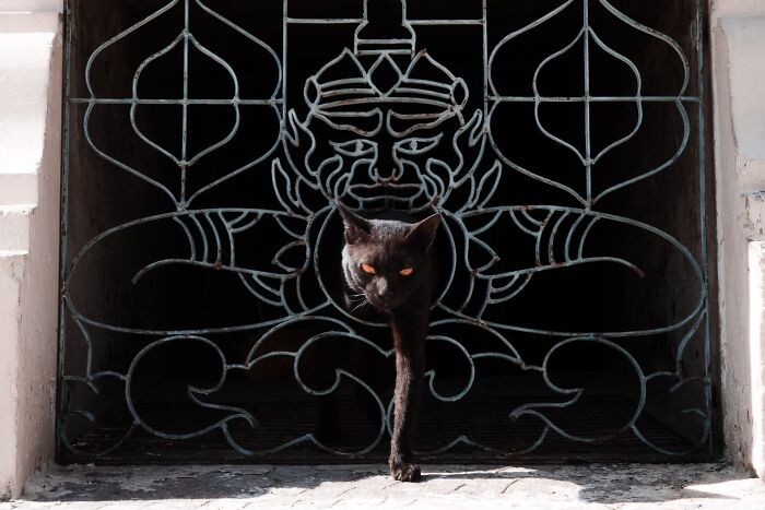 Black cat with glowing eyes walking through intricate ironwork gate, captured in pure street photography style.