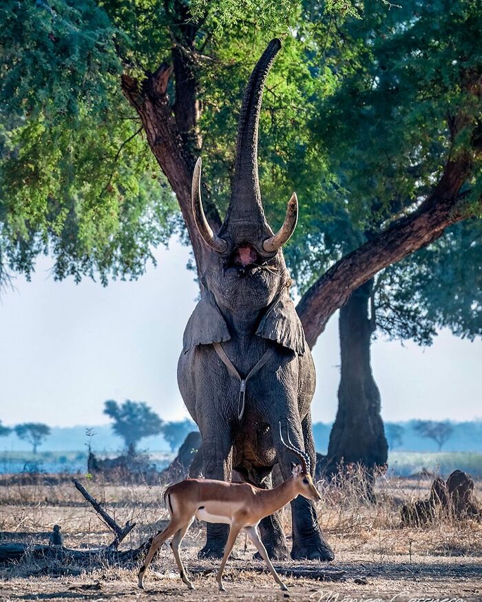 Elephant raising trunk with antelope walking in dry savannah, showcasing unforgettable wildlife moments captured by Mónica L. Corcuera.