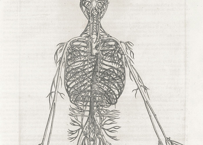 Detailed vintage anatomical illustration of the human nervous system showcasing complex nerve pathways and structures.