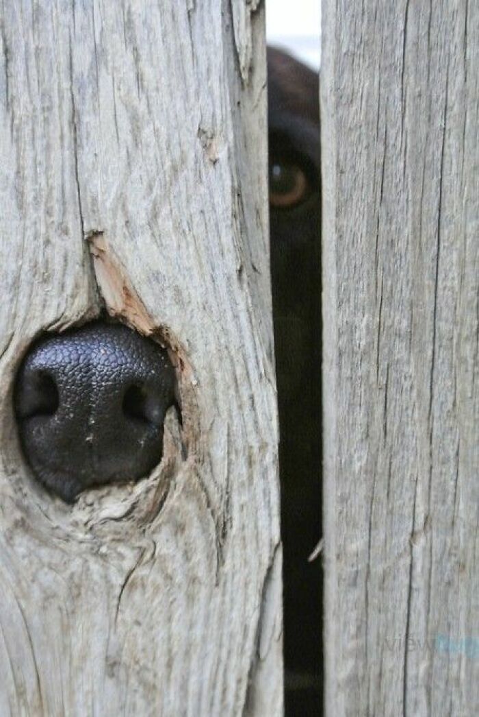 Close-up of a dog’s nose and eye peeking through a gap in a weathered wooden fence in an animal pic.
