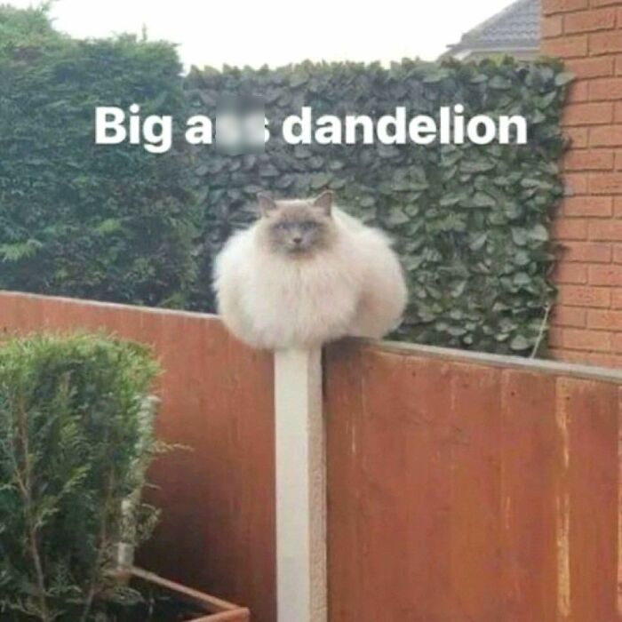 Fluffy cat sitting on a fence post looking grumpy in a hilarious animal moment showing goblin mode behavior.