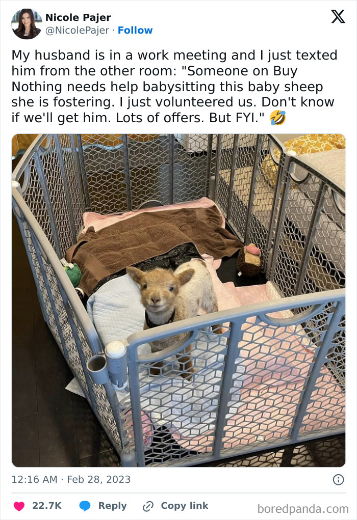 Baby sheep inside a playpen with blankets, shared in a funny work-from-home meme about unexpected distractions.