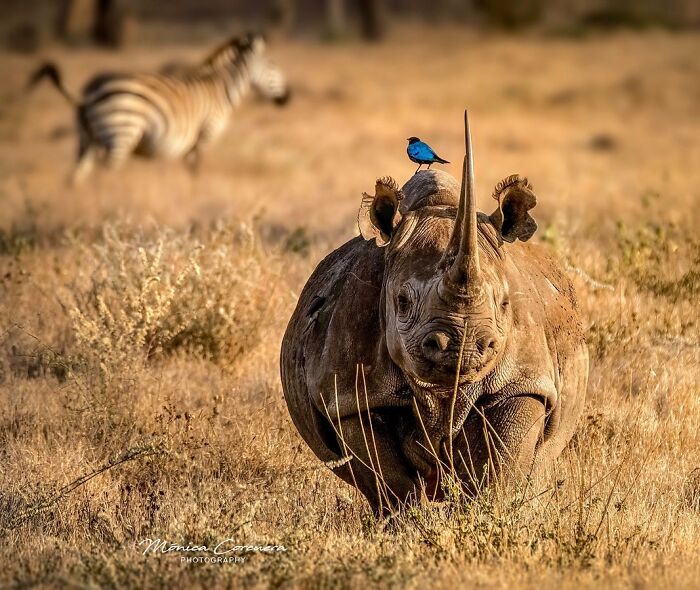 Rhino with a small blue bird on its head and zebra in the background, showcasing unforgettable wildlife moments.