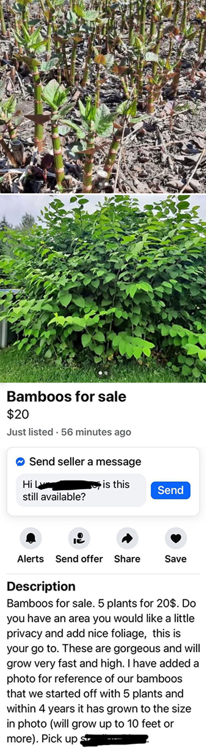 Two images showing bamboo plants for sale on Facebook Marketplace, highlighting wildest things people found for sale online.