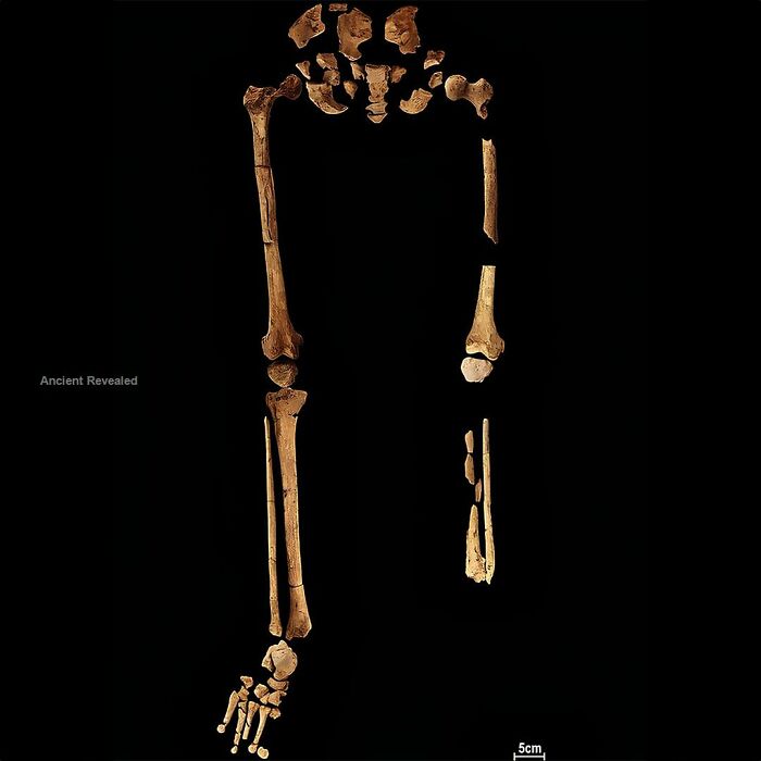 Ancient human leg bones and foot fossils displayed on black background for ancient history research.