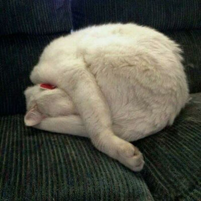 White cat contorted into a strange position on a dark couch, showcasing hilarious animals in goblin mode.