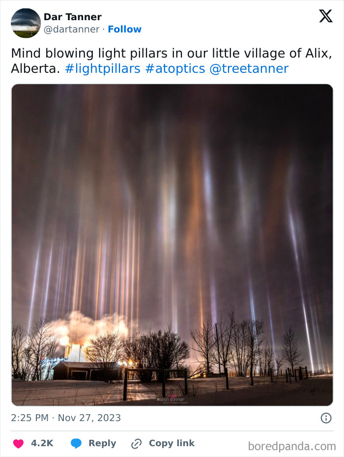 Light pillars glowing above a snowy village at night, capturing rare natural phenomena in the sky over Alberta trees.