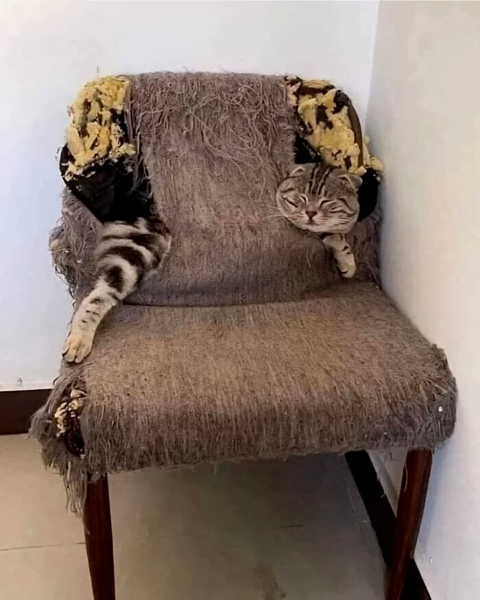 Cat blending into a torn chair cover, creating a funny and heartwarming animal pic that may make you laugh.