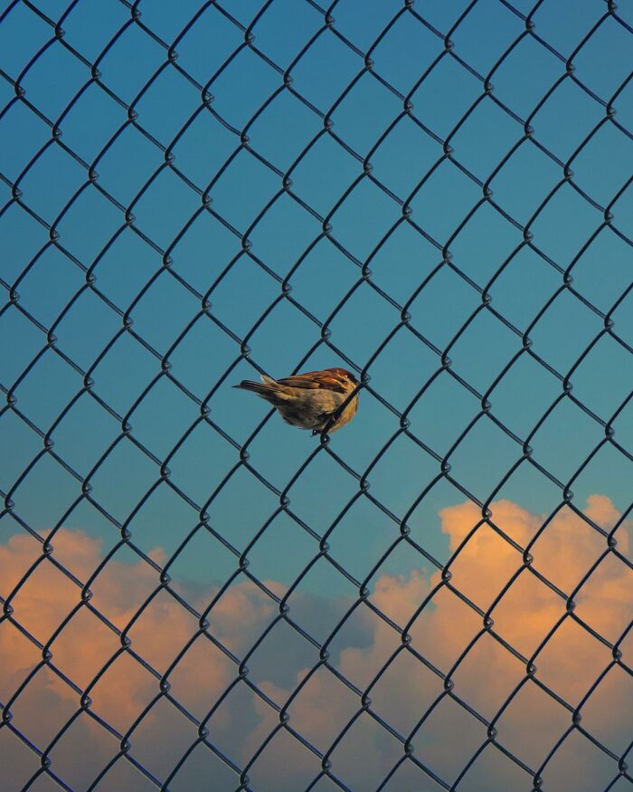 Small bird appears trapped in chain link fence, a creative photo edit that challenges perception and visual reality.