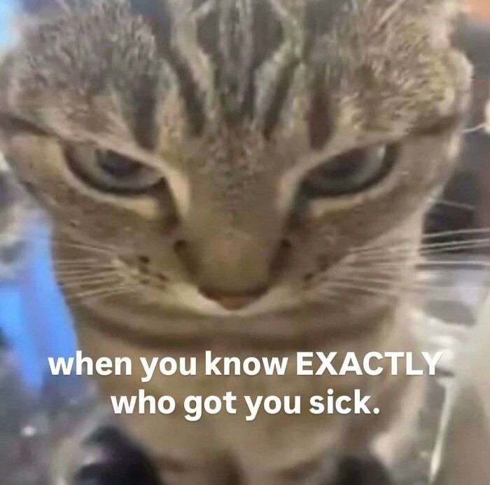 Close-up of a cat with an intense glare, capturing hilarious animals in goblin mode acting suspicious and annoyed.