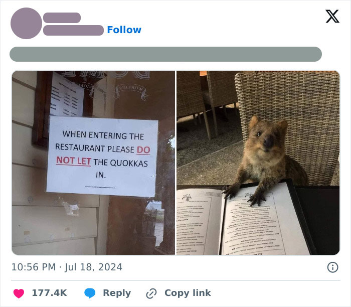 A quokka sitting at a table looking at a menu in a restaurant, humorously becoming the main character unintentionally.