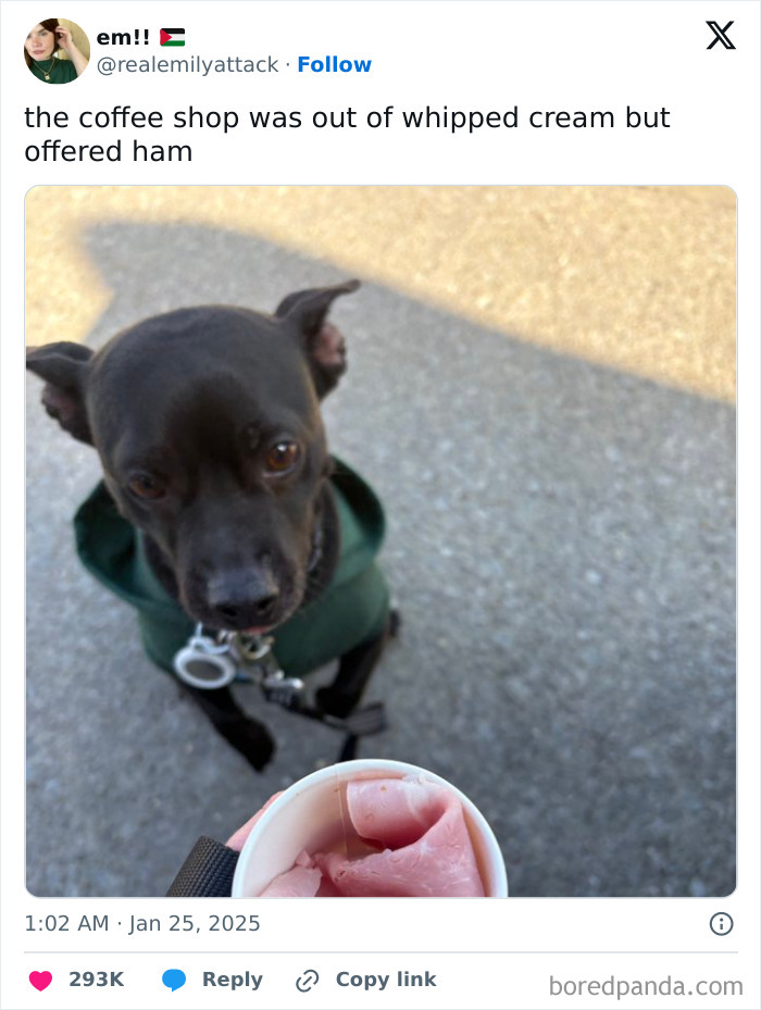 Small black dog wearing a green jacket looks up at person holding a cup with slices of ham dog memes.