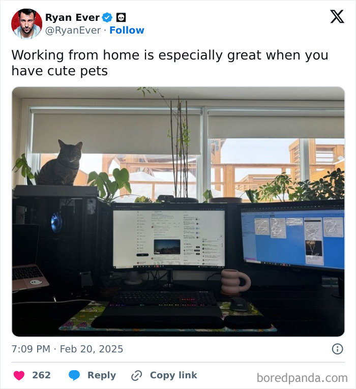 Home office setup with dual monitors, a cat on the desk, and plants, illustrating funny work-from-home memes.