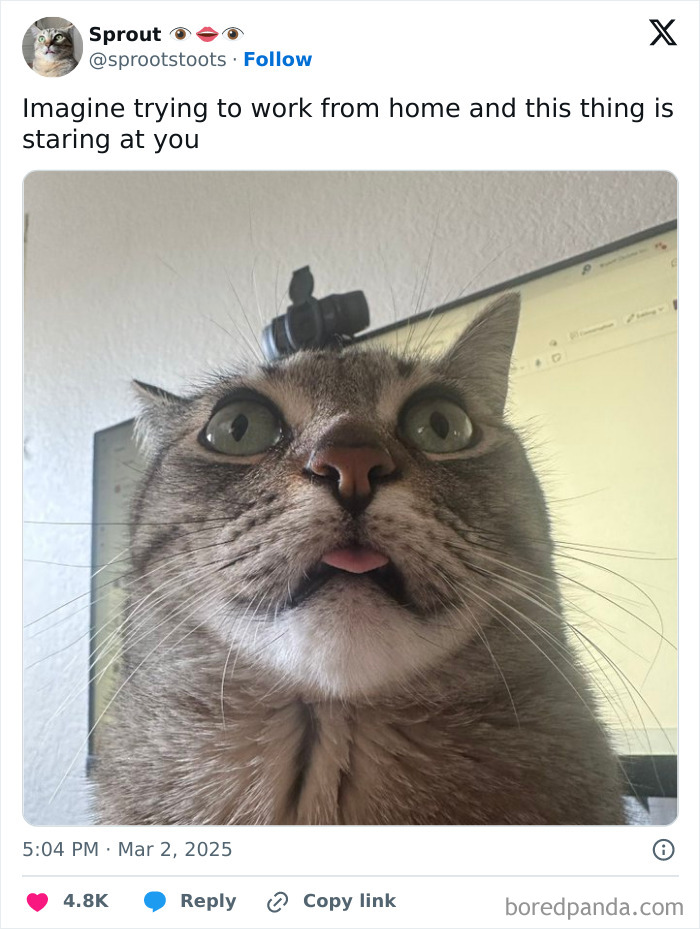 Close-up of a surprised cat with tongue out, humorously representing work-from-home challenges in funny memes.