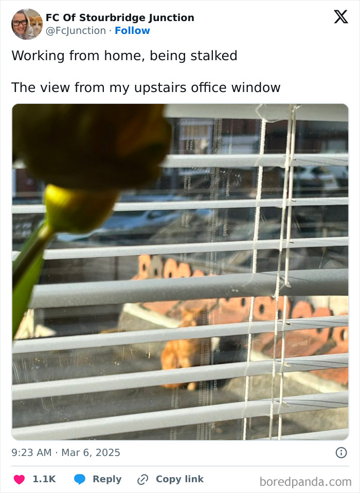 View from upstairs office window showing a dog outside through window blinds, humorous work-from-home meme.