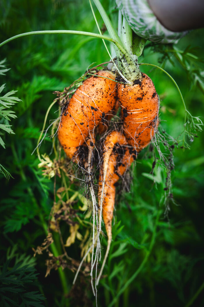 Close-up of oddly shaped carrots freshly harvested, covered in soil, showcasing creative food photography with vibrant green background.