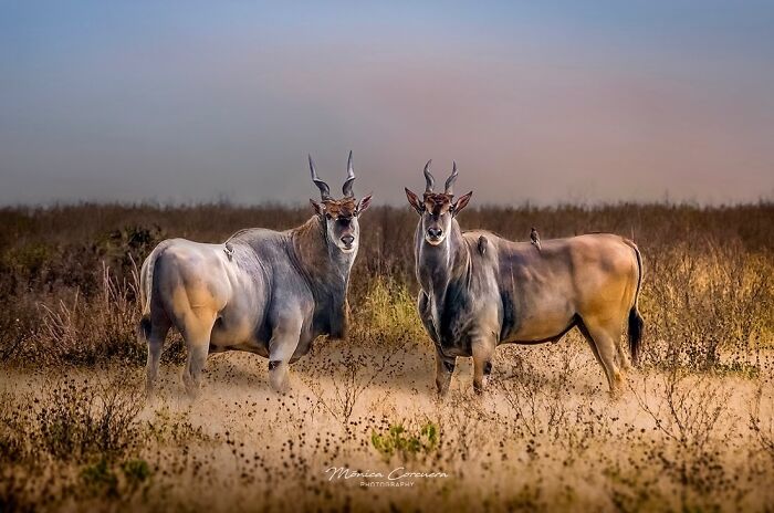Two antelopes standing in a dry grassy field during sunset, captured in a stunning wildlife moment.