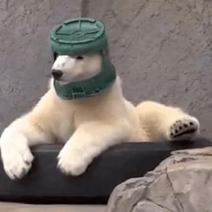 Polar bear resting with a green plastic container on its head in a funny animal pic that may warm your heart.