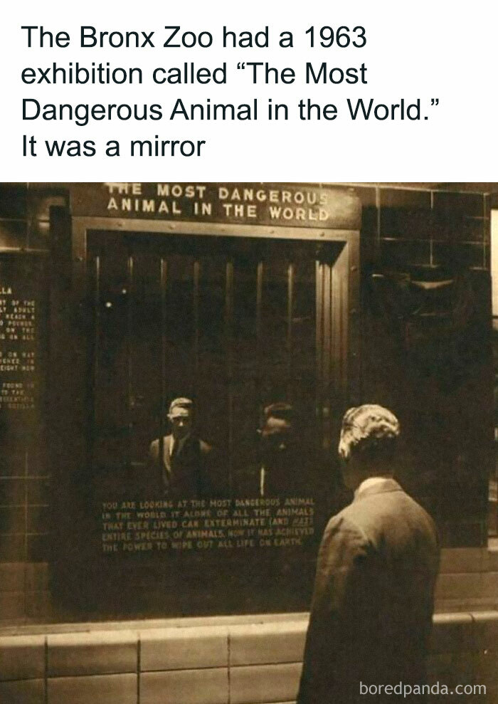 Vintage photo of a man at Bronx Zoo’s 1963 exhibit featuring a mirror highlighting disturbing and unsettling events.