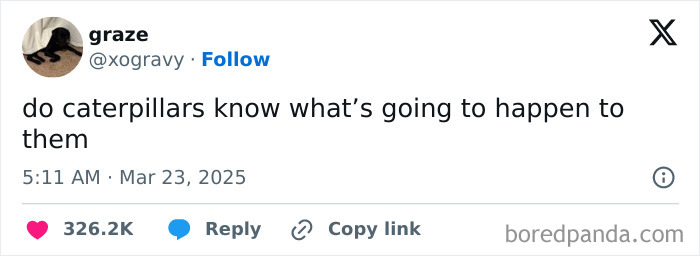 Tweet from British user joking about caterpillars contemplating their future, showcasing British people as top comedians online.