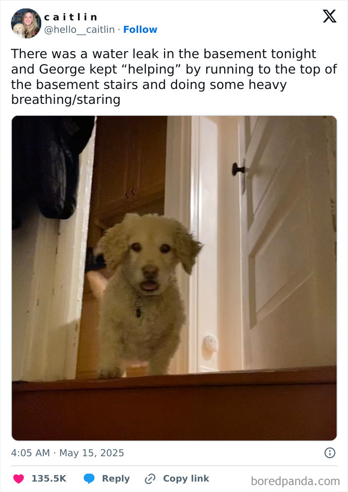 Tweet from May showing a dog at the top of basement stairs, humorously "helping" during a water leak situation.