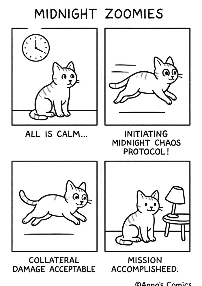 Midnight Zoomies