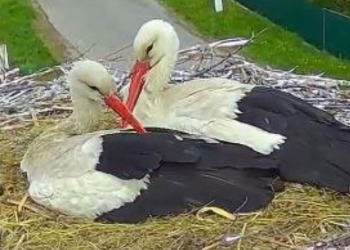 Internet Falls In Love With Ukrainian Storks Caught In A Relationship Scandal