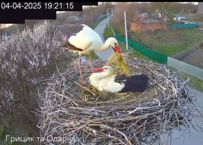 Internet Falls In Love With Ukrainian Storks Caught In A Relationship Scandal