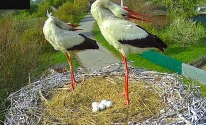 Internet Falls In Love With Ukrainian Storks Caught In A Relationship Scandal