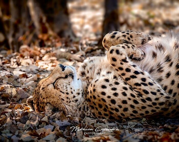 Cheetah resting on dry leaves in a serene wildlife moment captured by Mónica L. Corcuera photography.